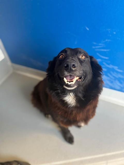 Photo of Farrah, adoptable Australian Shepherd in Visalia, California