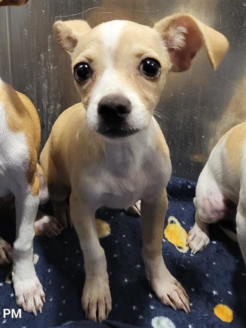 Photo of Rainn, adoptable Chihuahua in San Antonio, Texas