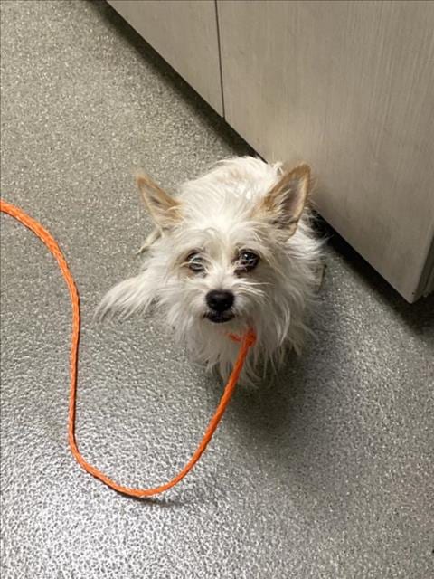 Photo of Caransas, adoptable Chihuahua in Las Vegas, Nevada