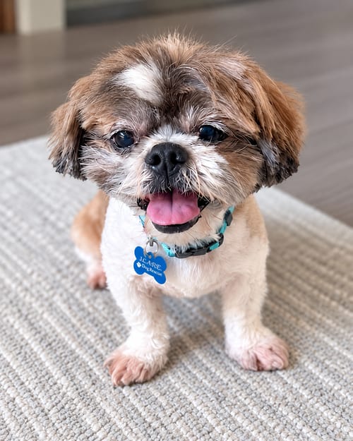 Photo of Archie, adoptable Shih Tzu in Corona, California
