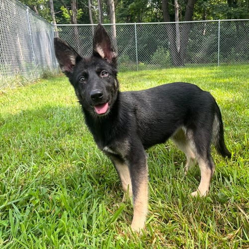 Photo of Platinum 7326, adoptable German Shepherd Dog in Centreville, Virginia