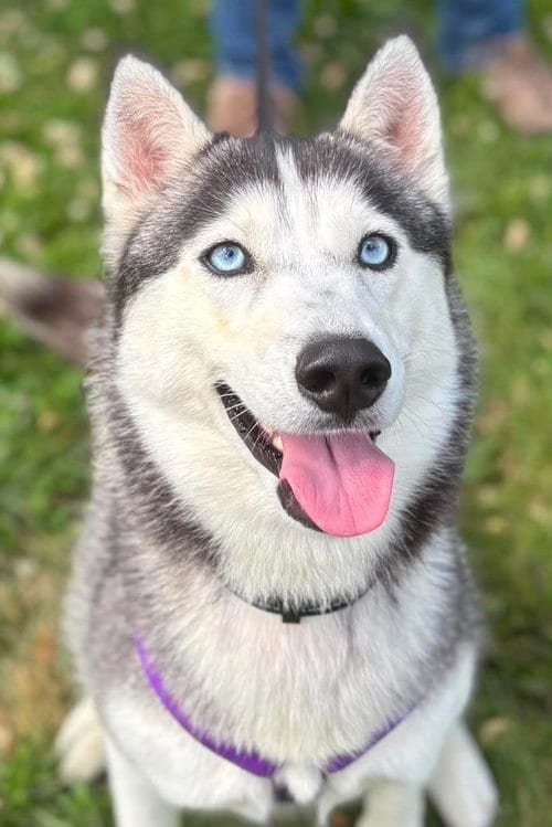 Photo of Sandy, adoptable Unknown breed in Matawan, New Jersey