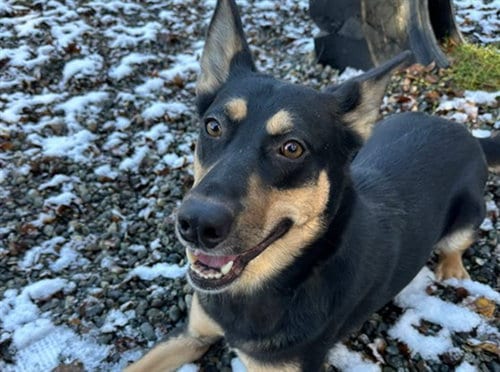Photo of Katana, adoptable Husky in Anchorage, Alaska