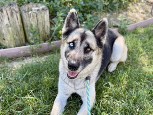 Photo of Tips, adoptable German Shepherd Dog in San Pedro, California