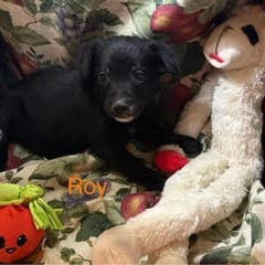 Photo of Roy, adoptable Cattle Dog / Mix in Boonville, Missouri
