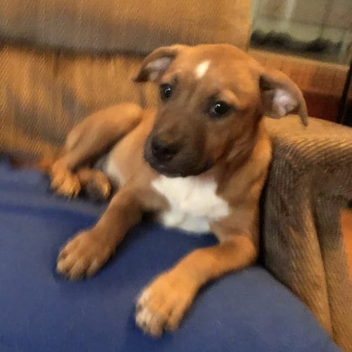 Photo of Betty, adoptable Labrador Retriever in Yardley, Pennsylvania