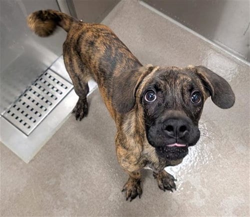 Photo of Heinz Ketchup, adoptable Plott Hound in Denver, Colorado