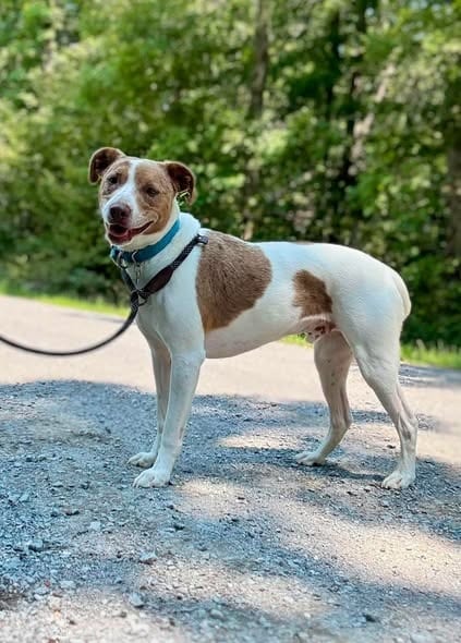 Photo of ace, adoptable Terrier in Waverly, Tennessee