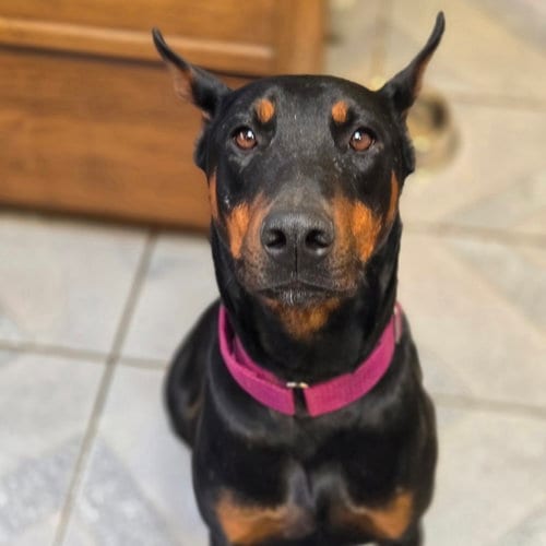 Photo of Dolly Parton, adoptable Doberman Pinscher in Normal, Illinois
