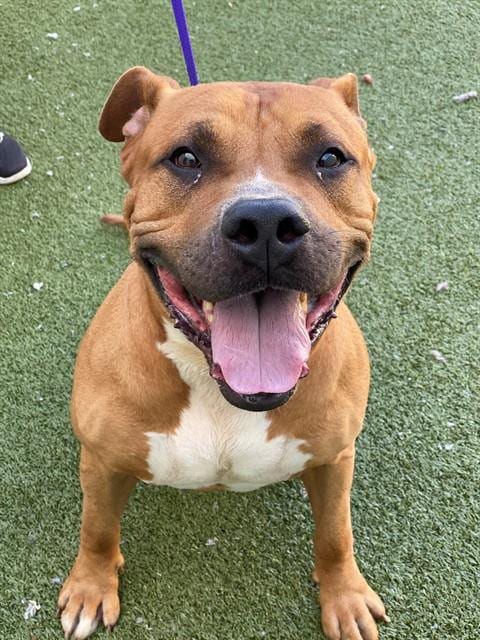 Photo of Hercules, adoptable Pit Bull Terrier in Fayetteville, North Carolina