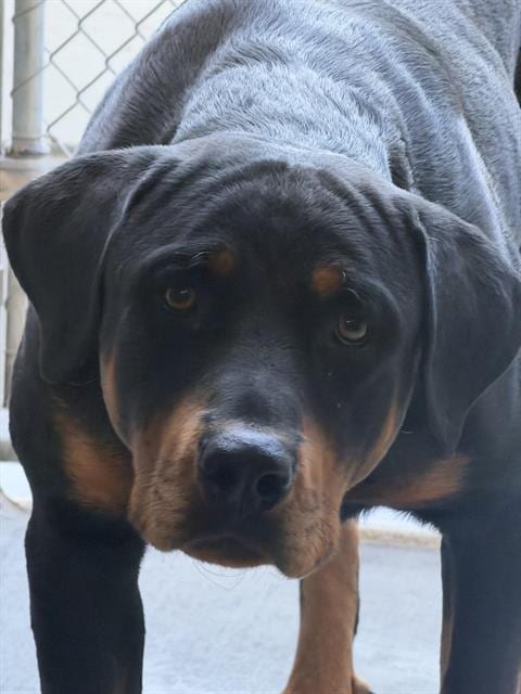 Photo of Bear, adoptable Rottweiler in Albuquerque, New Mexico