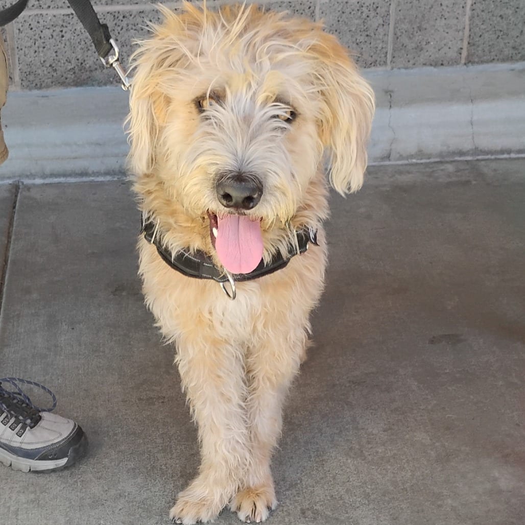 Photo of Scruffy, adoptable Shepherd, Australian / Poodle in Pleasanton, California