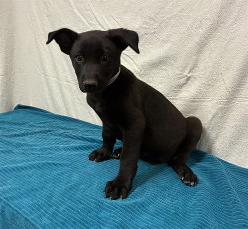 Photo of Pluto, adoptable German Shepherd Dog in Castaic, California