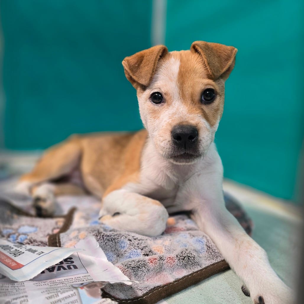 Photo of Pawtpie, adoptable Shepherd / Mix in San Antonio, Texas