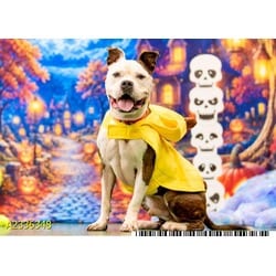 Photo of Boss, adoptable Mixed Breed (Medium) in West Palm Beach, Florida