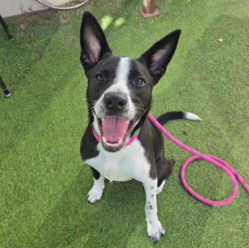 Photo of Scout, adoptable American Pit Bull Terrier in Mesa, Arizona