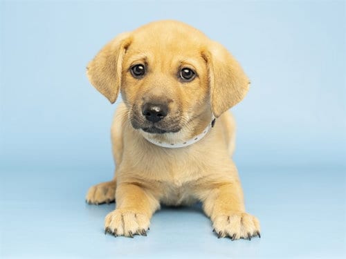 Photo of Peach, adoptable Australian Cattle Dog/Blue Heeler in Phoenix, Arizona