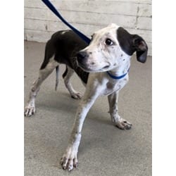 Photo of Jellybean, adoptable American Pit Bull Terrier in San Bernardino, California