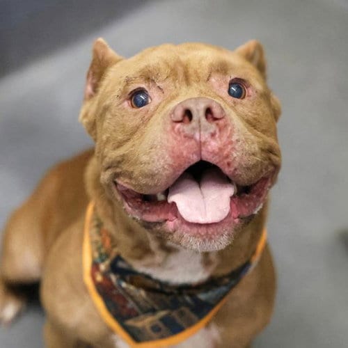 Photo of Sunrise, adoptable American Staffordshire Terrier in San Antonio, Texas