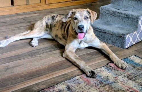 Photo of Stormi, adoptable Catahoula Leopard Dog in League City, Texas