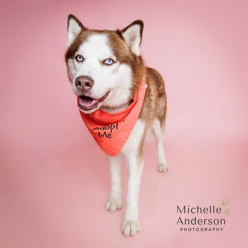 Photo of Hunter, adoptable Husky in Corona, California