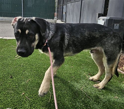 Photo of Poppas, adoptable Australian Shepherd in Gardena, California