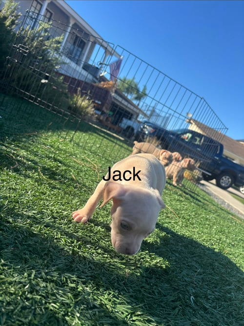 Photo of Sweetie’s Treats- Jack, adoptable American Staffordshire Terrier in San Diego, California