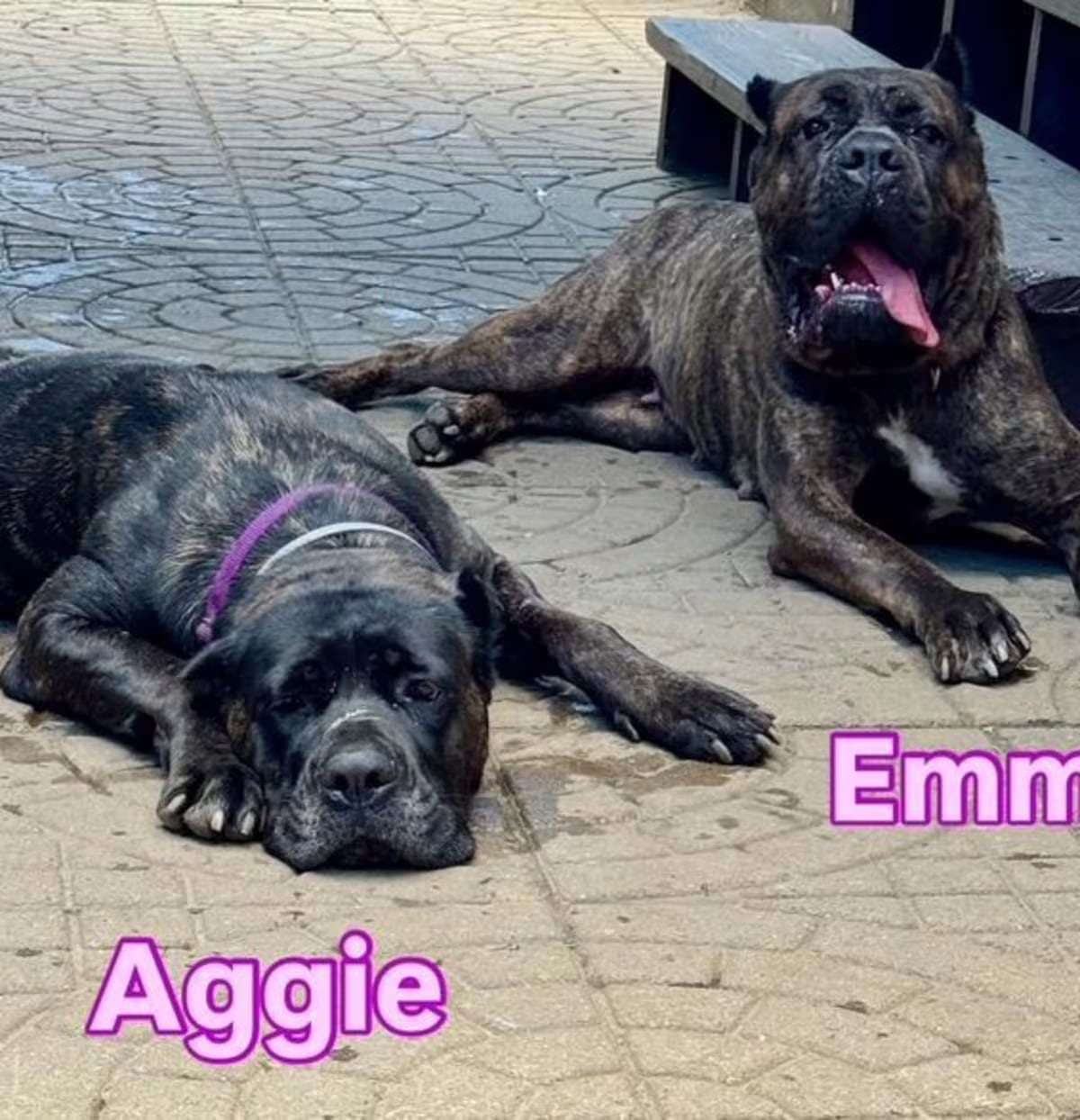 Photo of Aggie, adoptable Cane Corso in Providence, Rhode Island