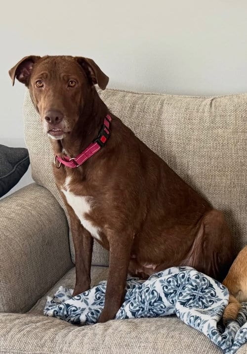 Photo of Rosie, adoptable Labrador Retriever in San Diego, California