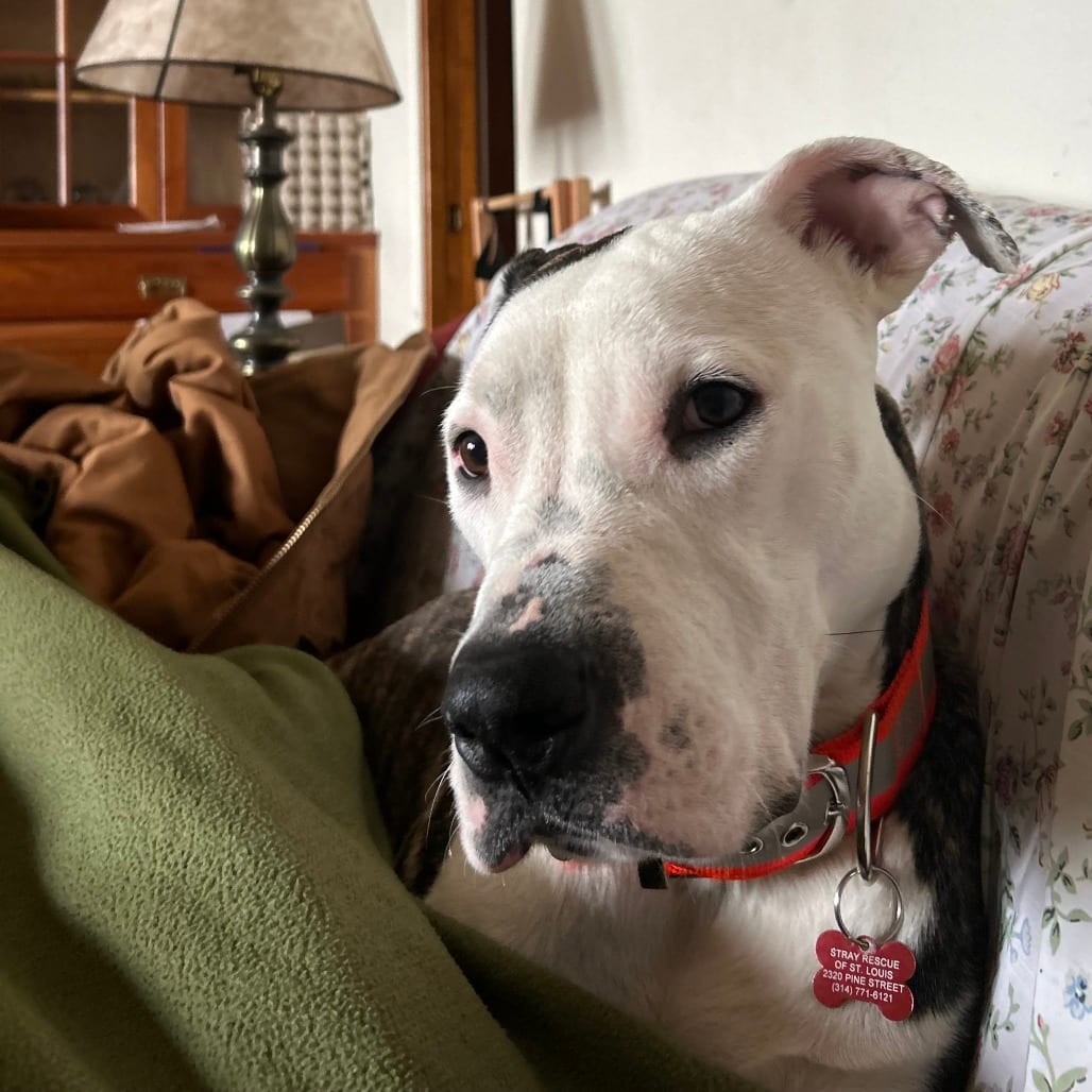 Photo of Igloo, adoptable Mixed Breed (Medium) in St. Louis, Missouri