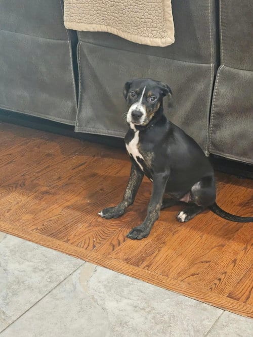 Photo of Piper, adoptable Unknown breed (short coat) in Holbrook, New York
