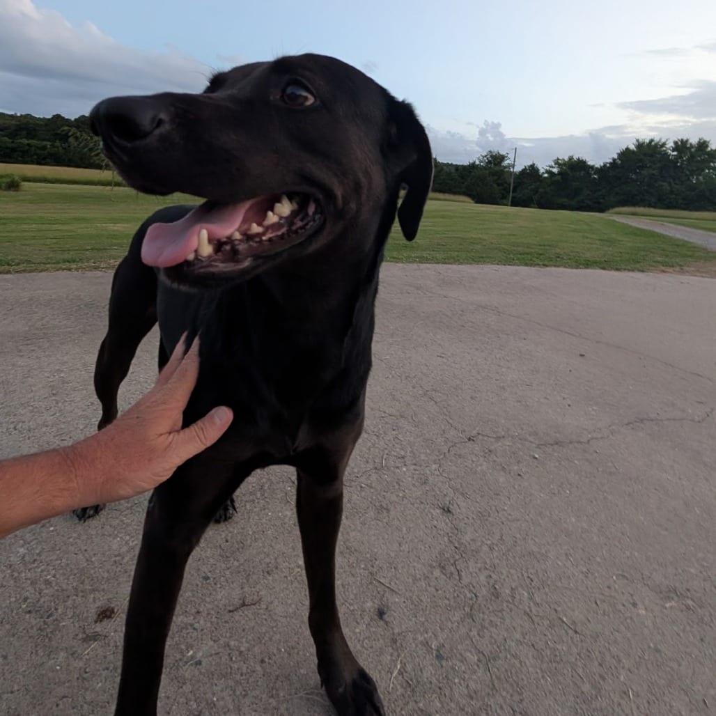 Photo of Missy, adoptable Retriever, Black Labrador in Mount Vernon, Arkansas