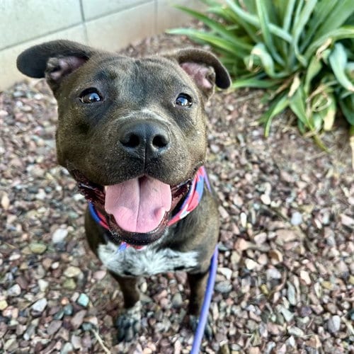 Photo of Allie, adoptable American Pit Bull Terrier in Mesa, Arizona