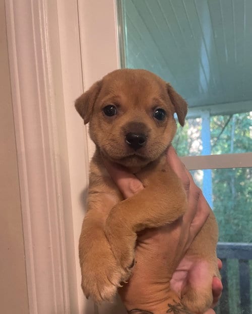 Photo of Oak, adoptable Unknown breed in Holly Springs, North Carolina