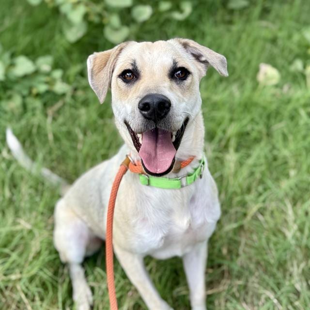 Photo of Kash, adoptable dog
