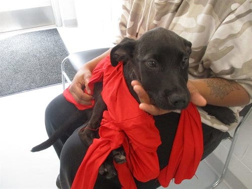 Photo of A391194, adoptable Labrador Retriever in Ocala, Florida