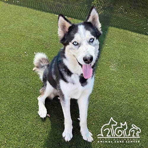 Photo of Glacier, adoptable Siberian Husky in Irvine, California