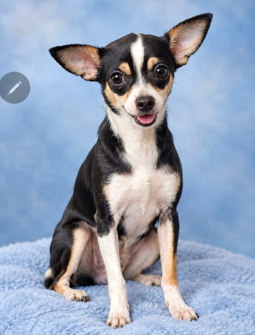 Photo of Benji, adoptable Chihuahua in Newark, Delaware