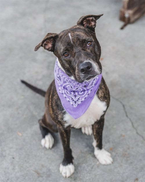 Photo of Kuka, adoptable American Pit Bull Terrier in Miami, Florida