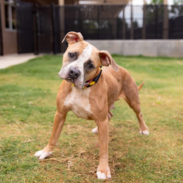 Photo of Natasha, adoptable Pit Bull cross in Lawrenceville, Georgia