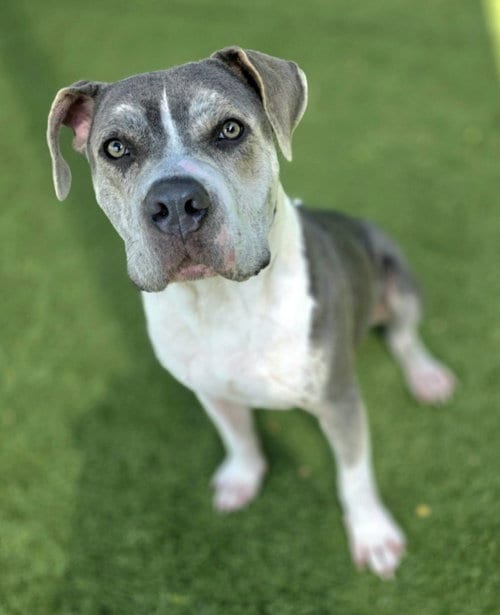 Photo of Biff, adoptable Pit Bull Terrier in Little Elm, Texas