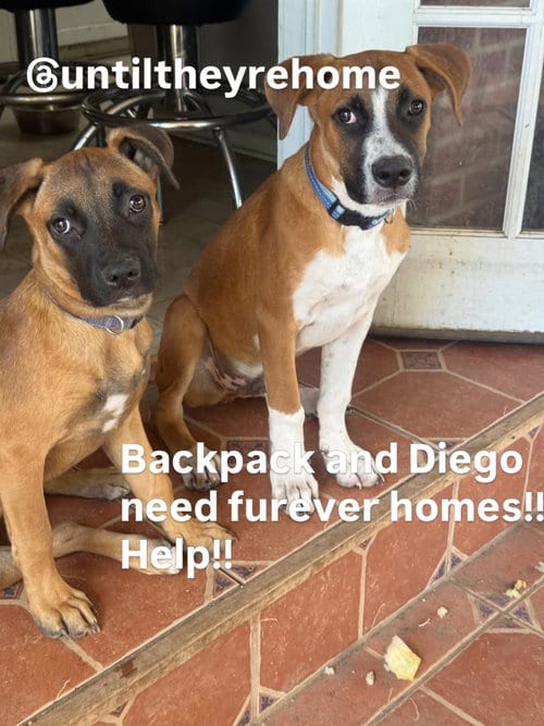 Photo of Backpack, adoptable Unknown breed (short coat) in Fort Collins, Colorado