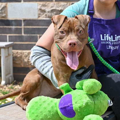 Photo of Mariella - IN FOSTER, adoptable dog in Chamblee, Georgia