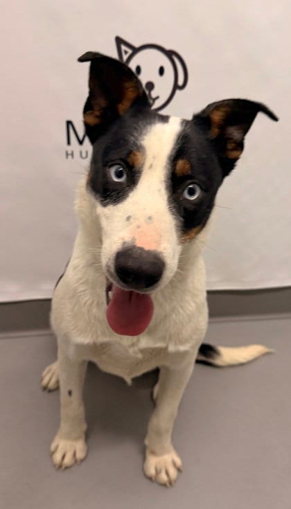 Photo of BooBoo (7151), adoptable Australian Cattle Dog/Blue Heeler in Lake City, Michigan