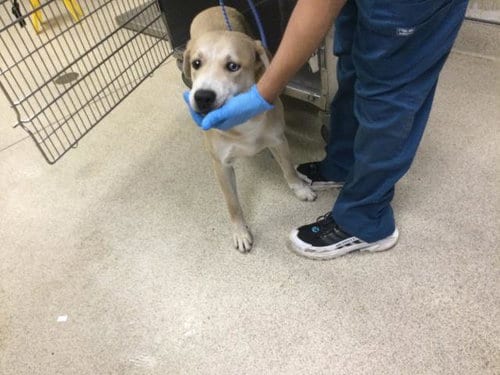 Photo of Milla, adoptable Labrador Retriever in Riverside, California