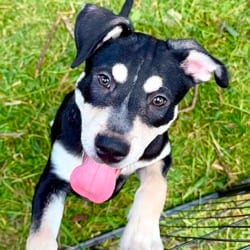 Photo of Milo LH, adoptable Shepherd (Unknown Type) Plott Hound in Hartford, Connecticut