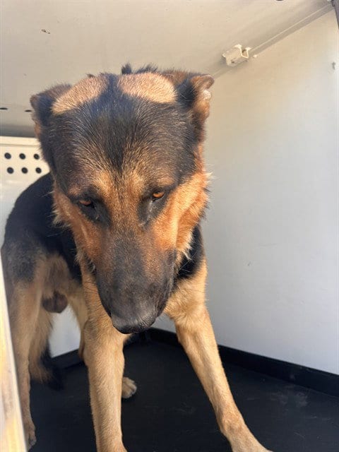 Photo of A170437, adoptable German Shepherd Dog in Bakersfield, California