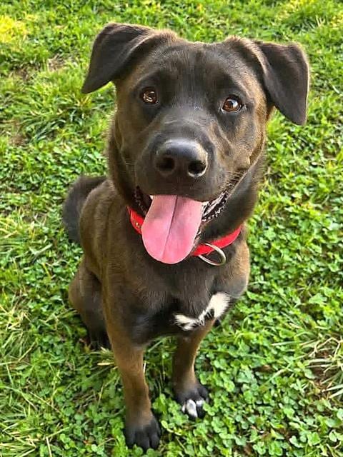 Photo of Mocha, adoptable Labrador Retriever in Sacramento, California