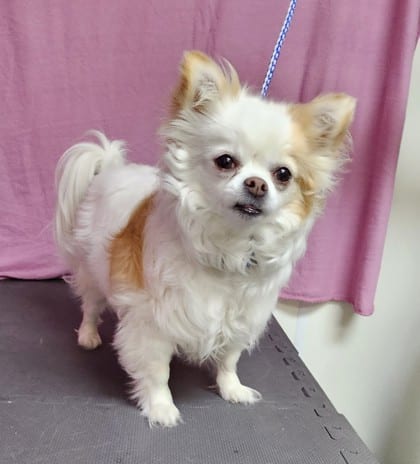 Photo of Willie, adoptable Chihuahua, Long Coat/Mix in Freeport, Illinois