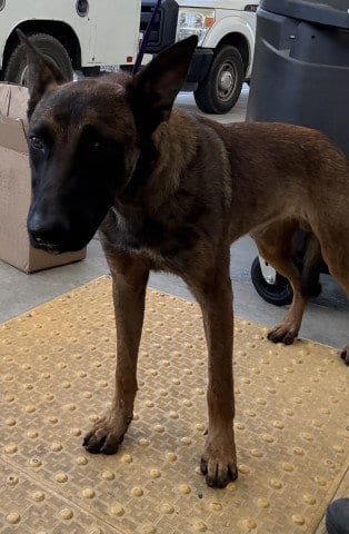 Photo of Brutus, adoptable Belgian Shepherd Malinois in Bakersfield, California